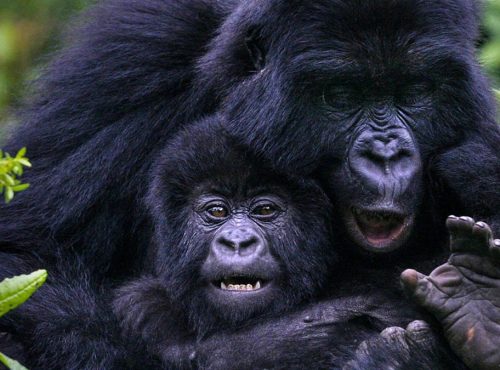 Tracing-the-history-of-gorilla-trekking-in-Uganda-and-Rwanda-1200x675-1