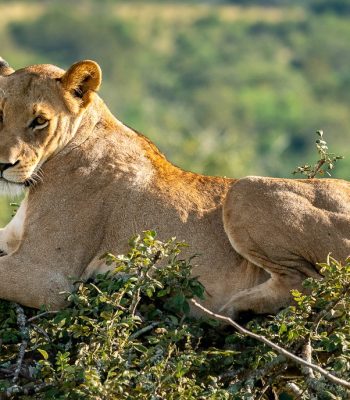 akagera-national-park-4