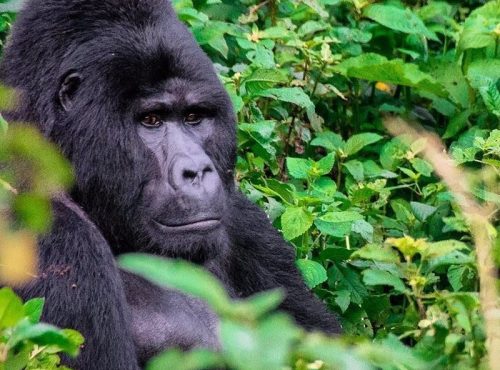 erikabeux___BZkOhs9H1vz___