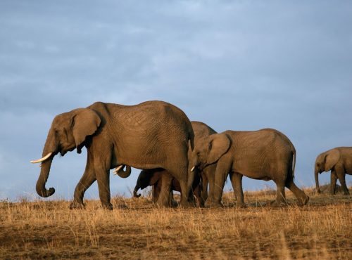 Elephants in Tsavo