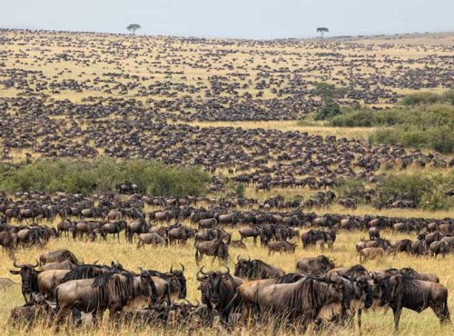 wildebeest migration in serengeti national park