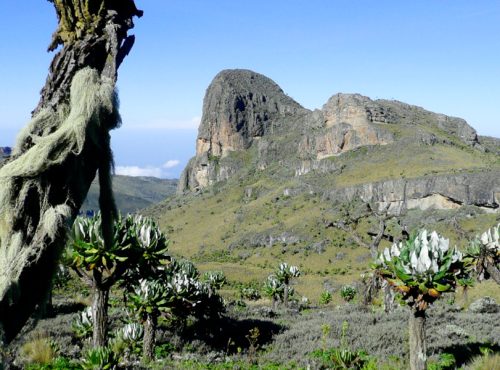 sasa-trail-to-mount-elgon (1)